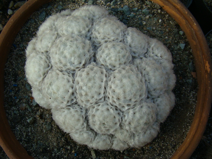 DSC00506