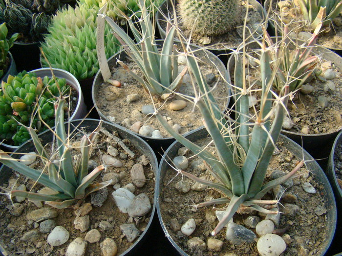 DSC00507 - cactusi