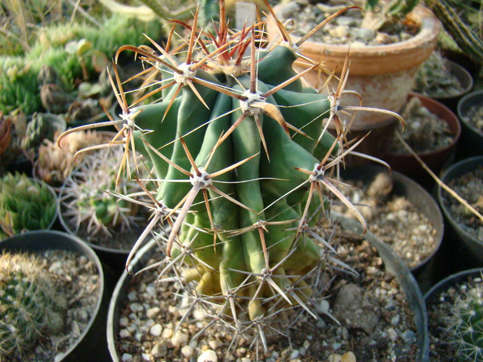 DSC00508