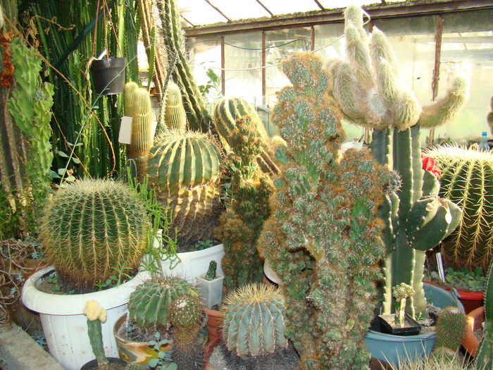 DSC00528