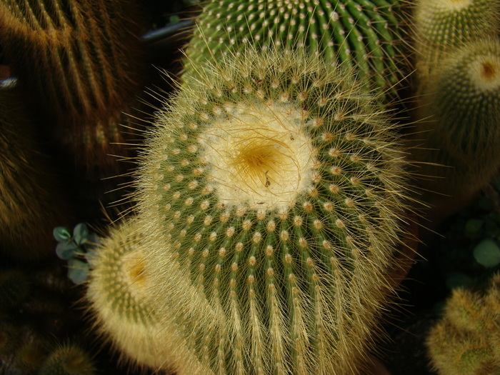 DSC00542