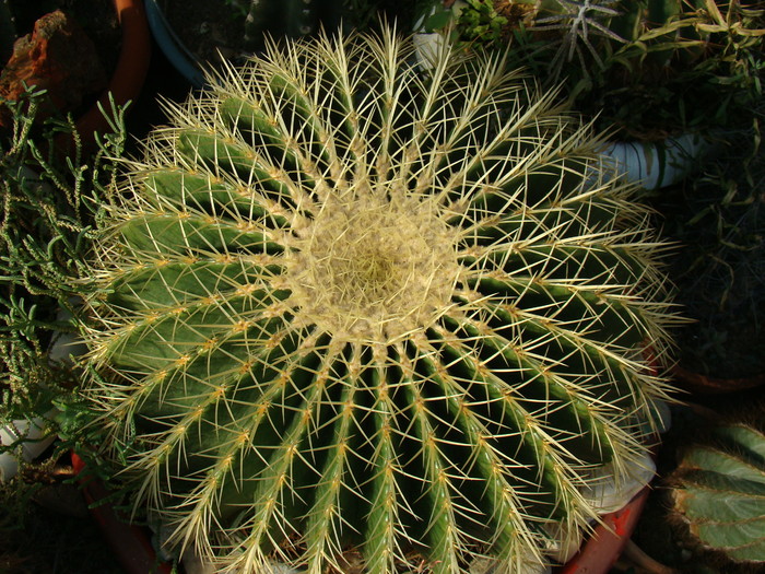 DSC00546