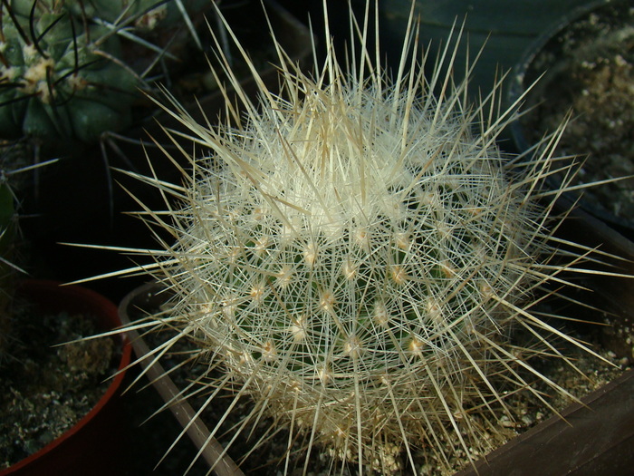 DSC00584