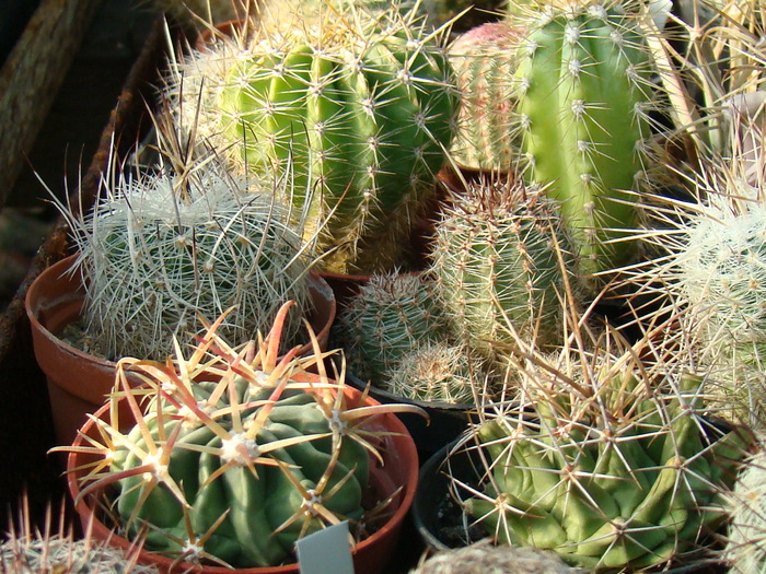 DSC00591
