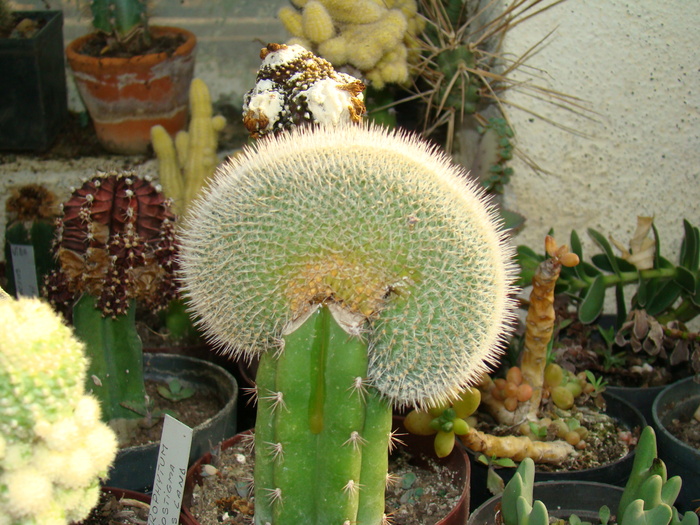 DSC00642