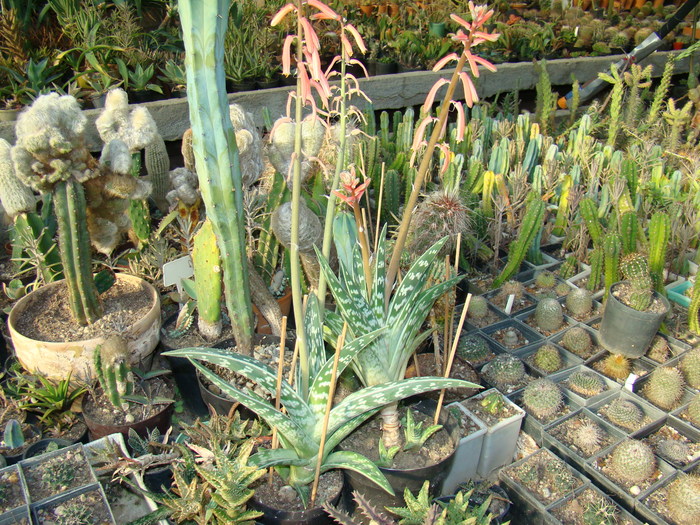 DSC00651 - cactusi
