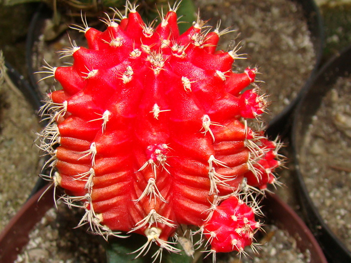 DSC00652 - cactusi