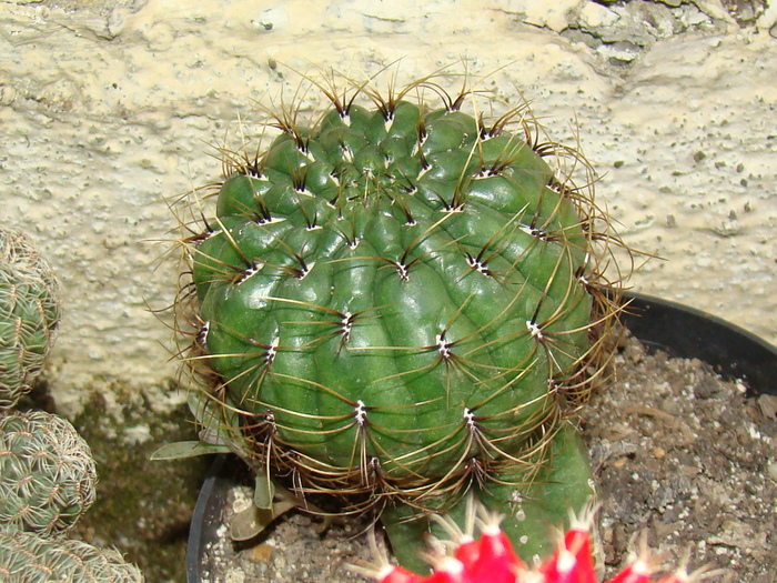 DSC00653 - cactusi