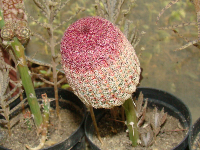 DSC00658 - cactusi