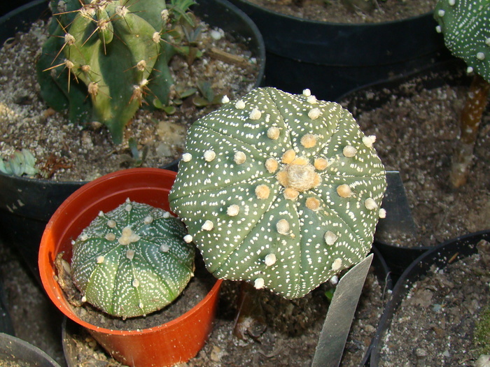 DSC00664