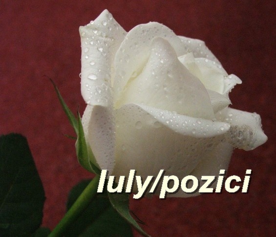 Iulypozici - 000 Persoana mea