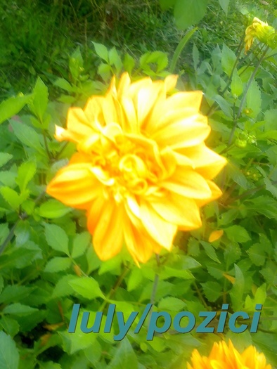 Iulypozici - 000 Persoana mea