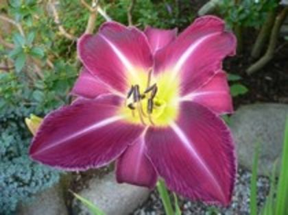 61777814_LBPNQJE3[1] - CRINI DE GRADINA 2016-2019