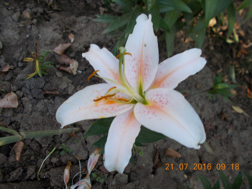  - CRINI DE GRADINA 2016-2019