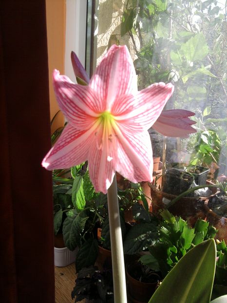 floarea de la hipeastrum variegat. - septembrie 2018