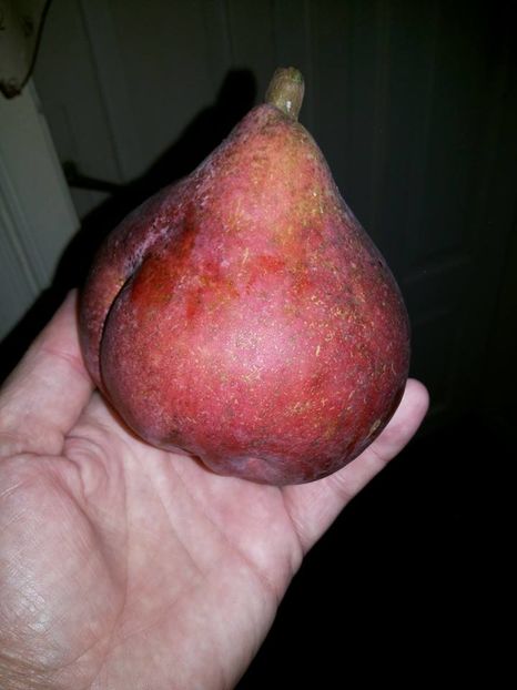 pară Favorita lui Clapp