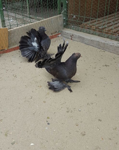 Pereche2016.Dnu.Patru.Loc.BUNESTI.JUD.VALCEA