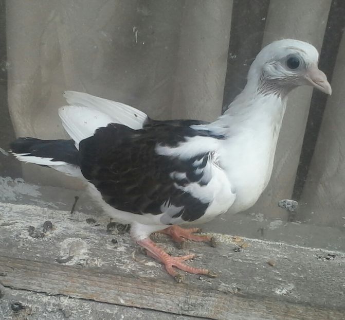 din moriscari linie galbeni