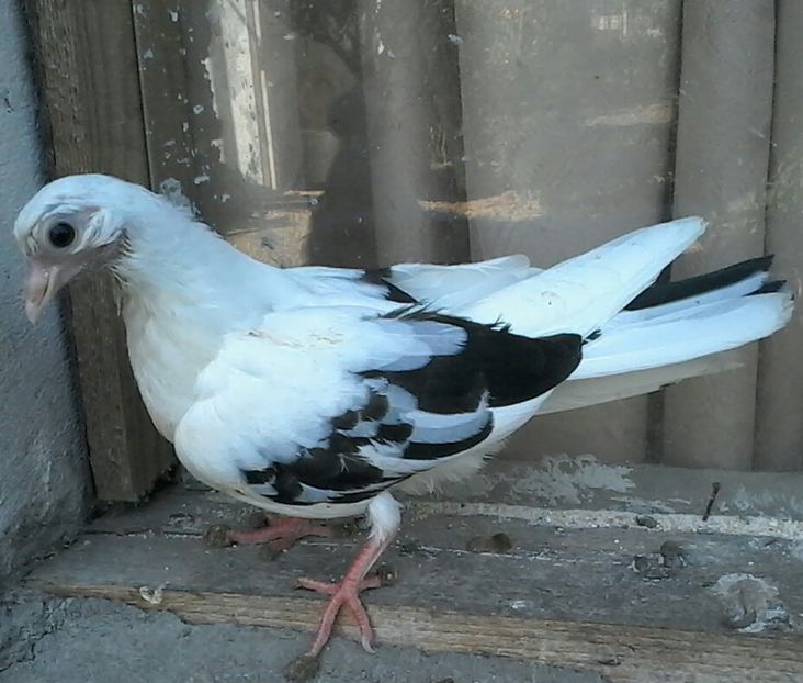mama din moriscari tata din cazatori - z1-pui 2015 2016 2017 2018