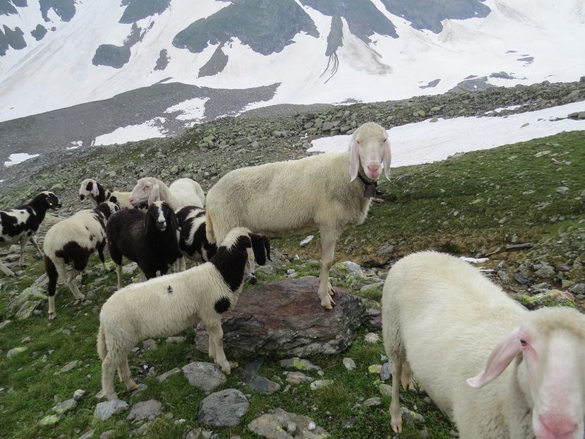 Frumuseti de oi alpine pe munte-9566 - Rase de oi si capre poze deosebite-12