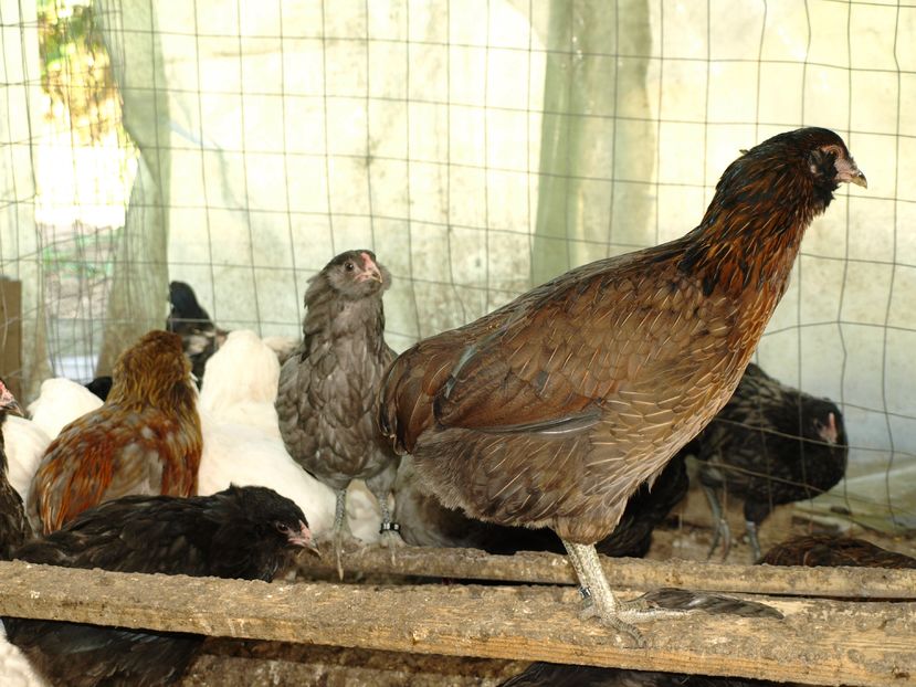 P9045025 - Araucana 2016