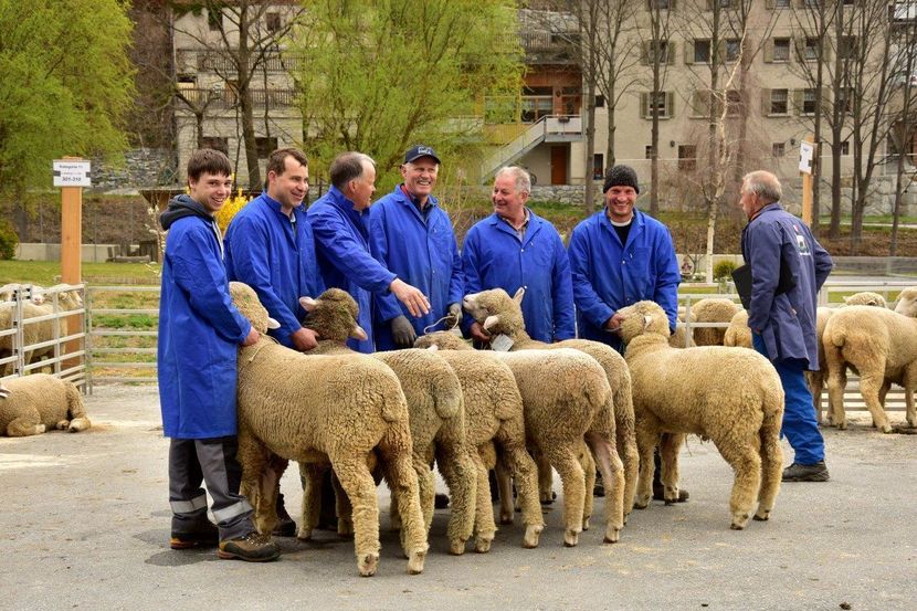 Oameni zambitori-8cc - Rase de oi si capre poze deosebite-12