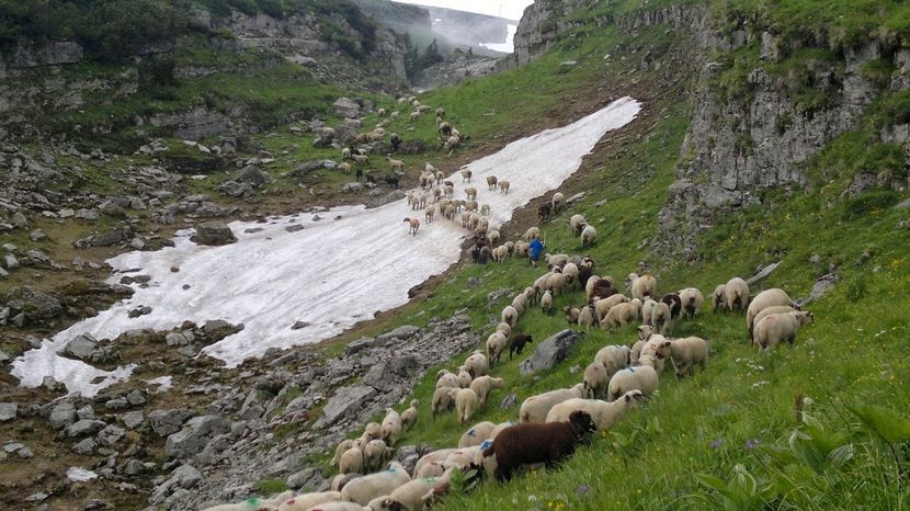 Oi frumoase si munti inalti - Rase de oi si capre poze deosebite-12