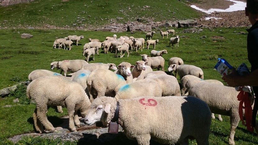 Oi in Alpi la pascut-654 - Rase de oi si capre poze deosebite-12