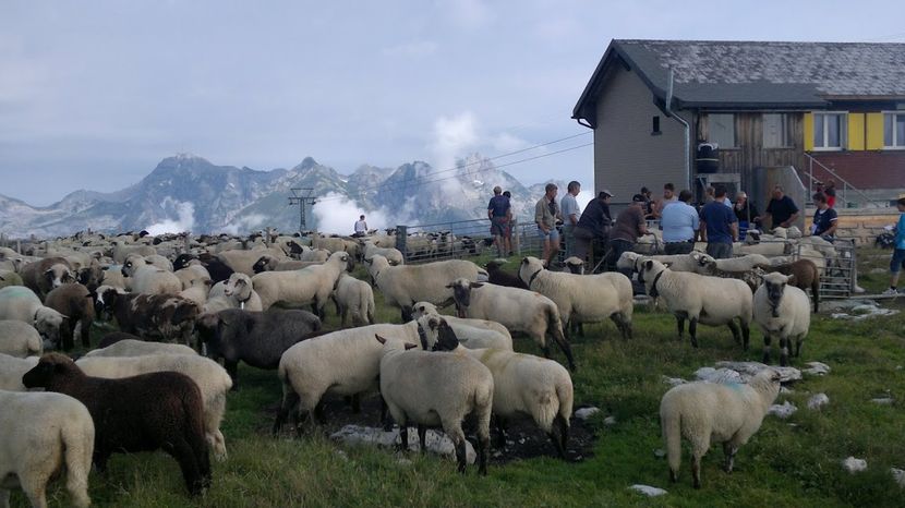 Oi si munti frumosi-k6c - Rase de oi si capre poze deosebite-12