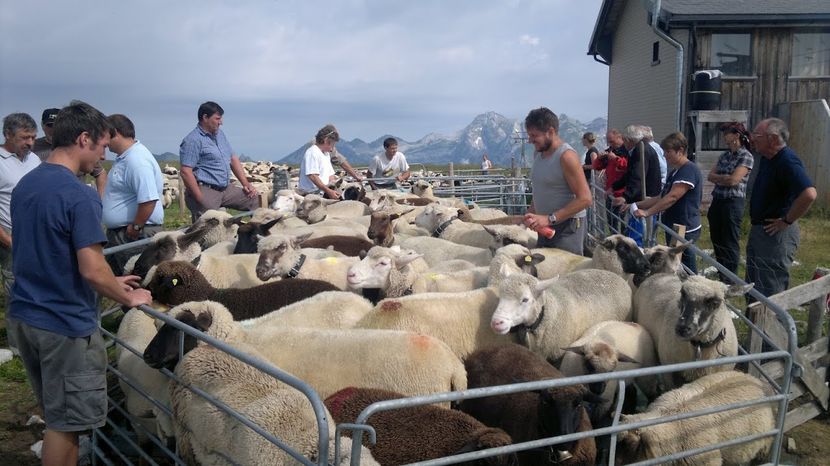 Oile in tarc metalic - Rase de oi si capre poze deosebite-12