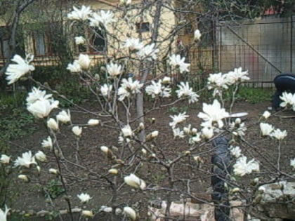 Magnolia stellata - Flori mele 2016