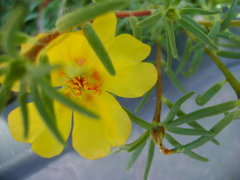 Flori de piatra (Portulaca grandiflora)