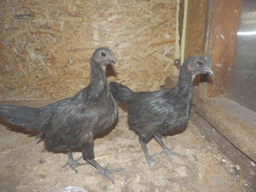 P9010107; ayam cemani 2016
