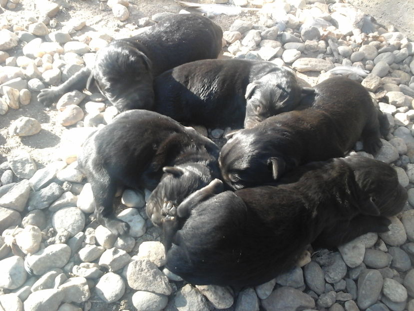  - Schnauzer Urias NEGRU DE VINZARE