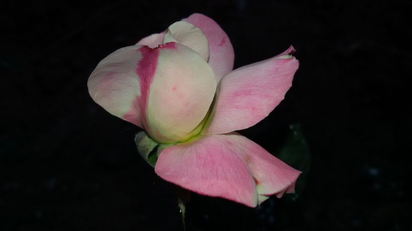 tmp_19408-20160904_1810541239097002