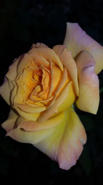 tmp_19408-20160904_1810331018285285