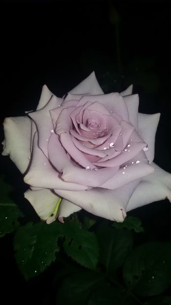 tmp_19408-20160903_2050311264505966