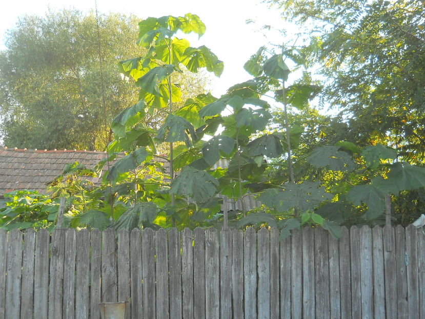 paulownia an 2 - Paulownia tomentosa si elongata germinare