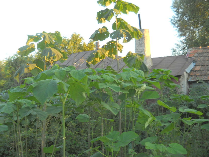  - Paulownia tomentosa si elongata germinare