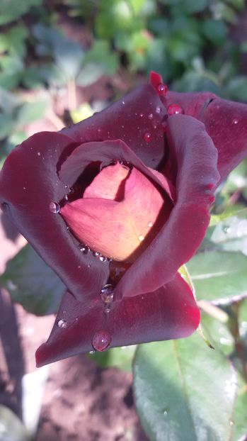 tmp_19408-20160902_1244592068450803