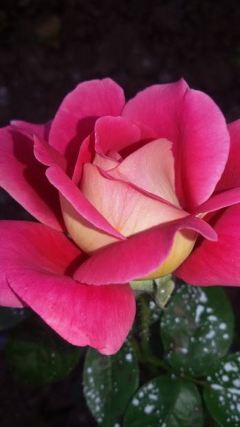 tmp_19408-20160903_1742541863708439