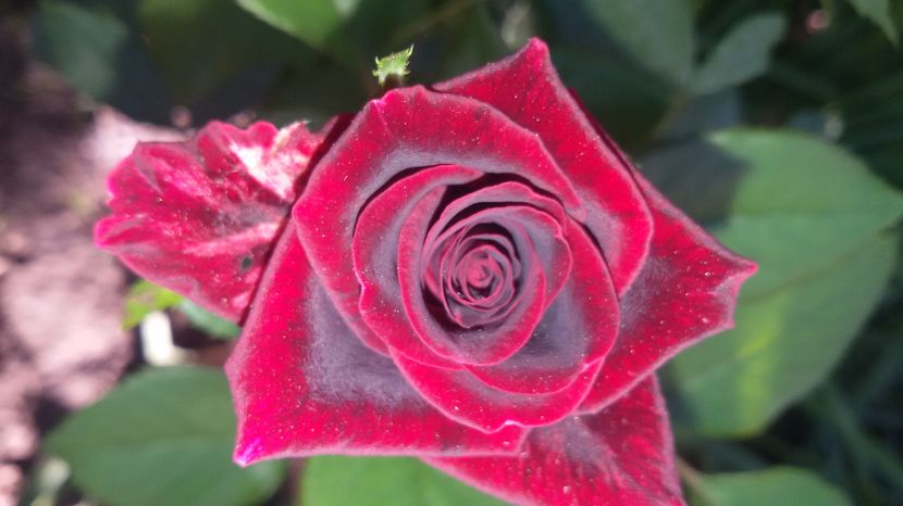 tmp_19408-20160827_092058-1722156754