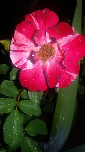 tmp_19408-20160722_211312-1203757067