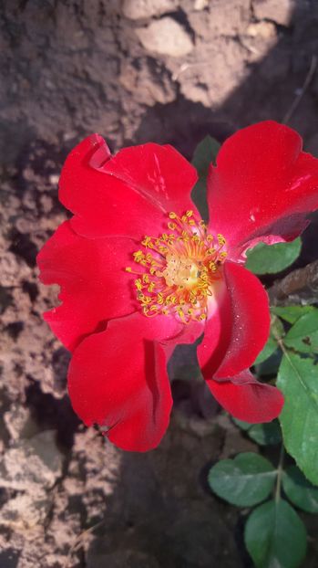 tmp_19408-20160827_0912111066678646