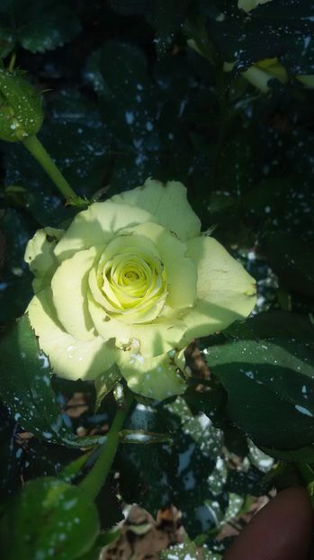 tmp_19408-20160904_115707180999377