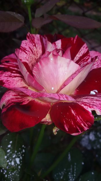 tmp_19408-20160903_174342-729407758