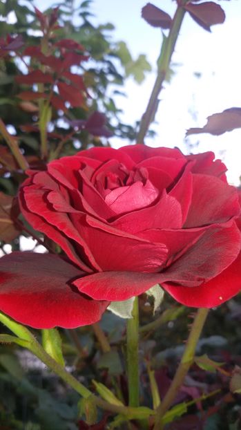 tmp_19408-20160903_1728352060119555