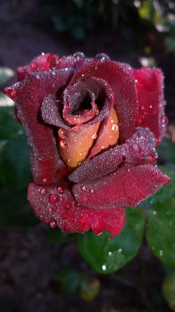 tmp_19408-20160825_085909-1304551882