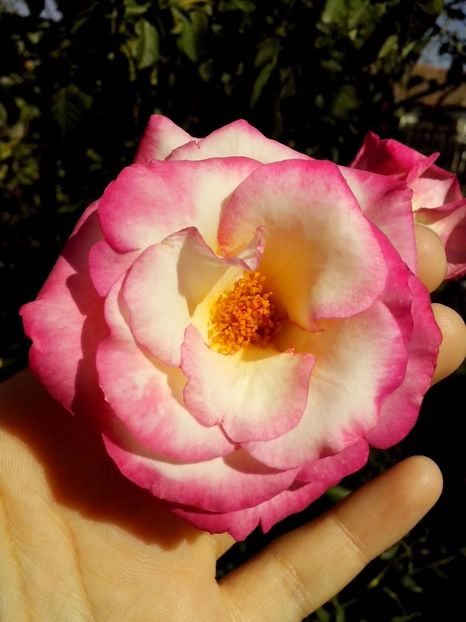 harlequin - 0 TRANDAFIRI 2016