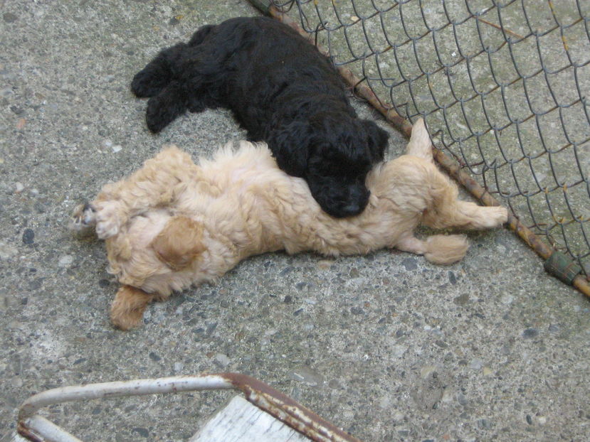  - MUKY_ ceva special